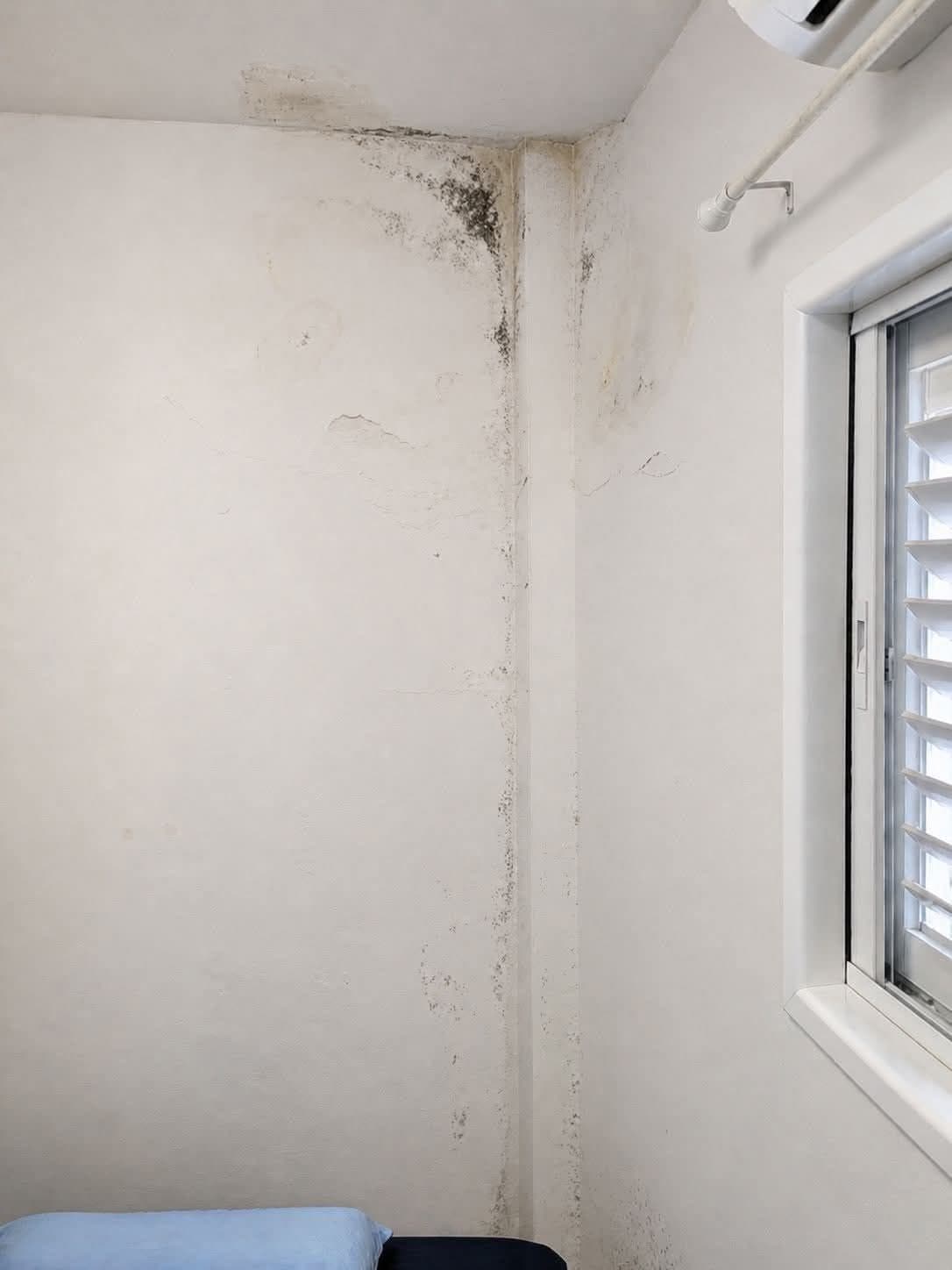 Black mould and flaking paint in the corner of a room